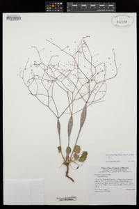 Eriogonum inflatum image