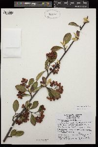 Cotoneaster lacteus image