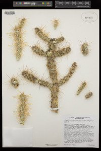 Cylindropuntia echinocarpa image