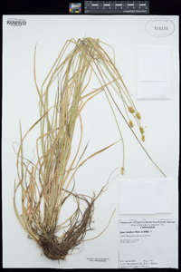 Carex retroflexa image