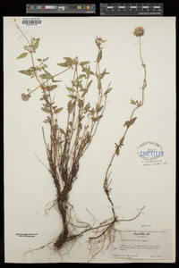 Monardella glauca image