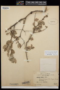 Quercus john-tuckeri image