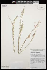 Thysanocarpus curvipes subsp. curvipes image