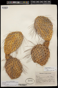 Opuntia polyacantha var. nicholii image