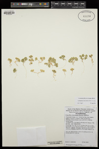 Gilia maculata image