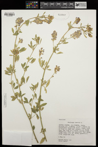 Medicago sativa image