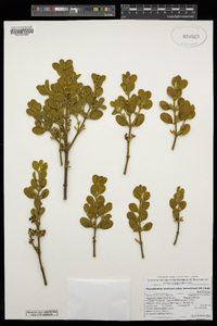 Phoradendron leucarpum subsp. tomentosum image