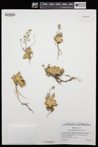 Draba cuneifolia image