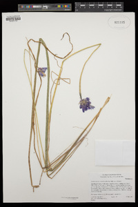 Dichelostemma capitatum image