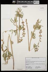 Lupinus arbustus image