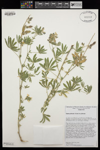 Lupinus fulcratus image