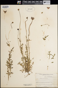 Papaver californicum image