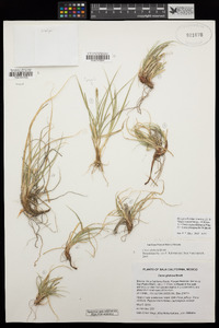 Carex bajacalifornica image