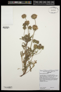 Salvia columbariae image