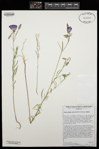 Clarkia cylindrica image