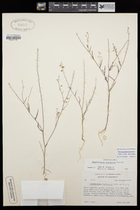 Thysanocarpus laciniatus image