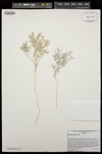 Astragalus aridus image