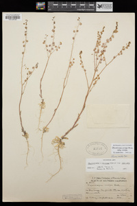 Thysanocarpus curvipes subsp. curvipes image