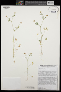 Trifolium bifidum var. bifidum image