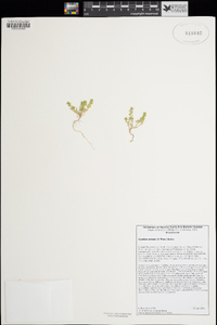 Lepidium strictum image