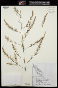 Asparagus officinalis image