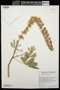 Lupinus latifolius image