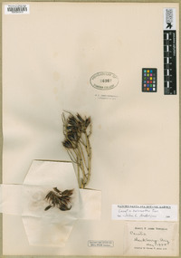 Canotia holacantha image