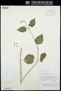 Asystasia gangetica subsp. micrantha image