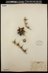Cereus cochal image