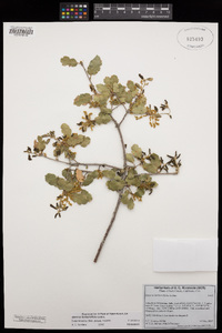 Quercus berberidifolia image