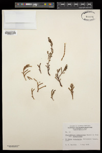 Phoradendron juniperinum subsp. juniperinum image