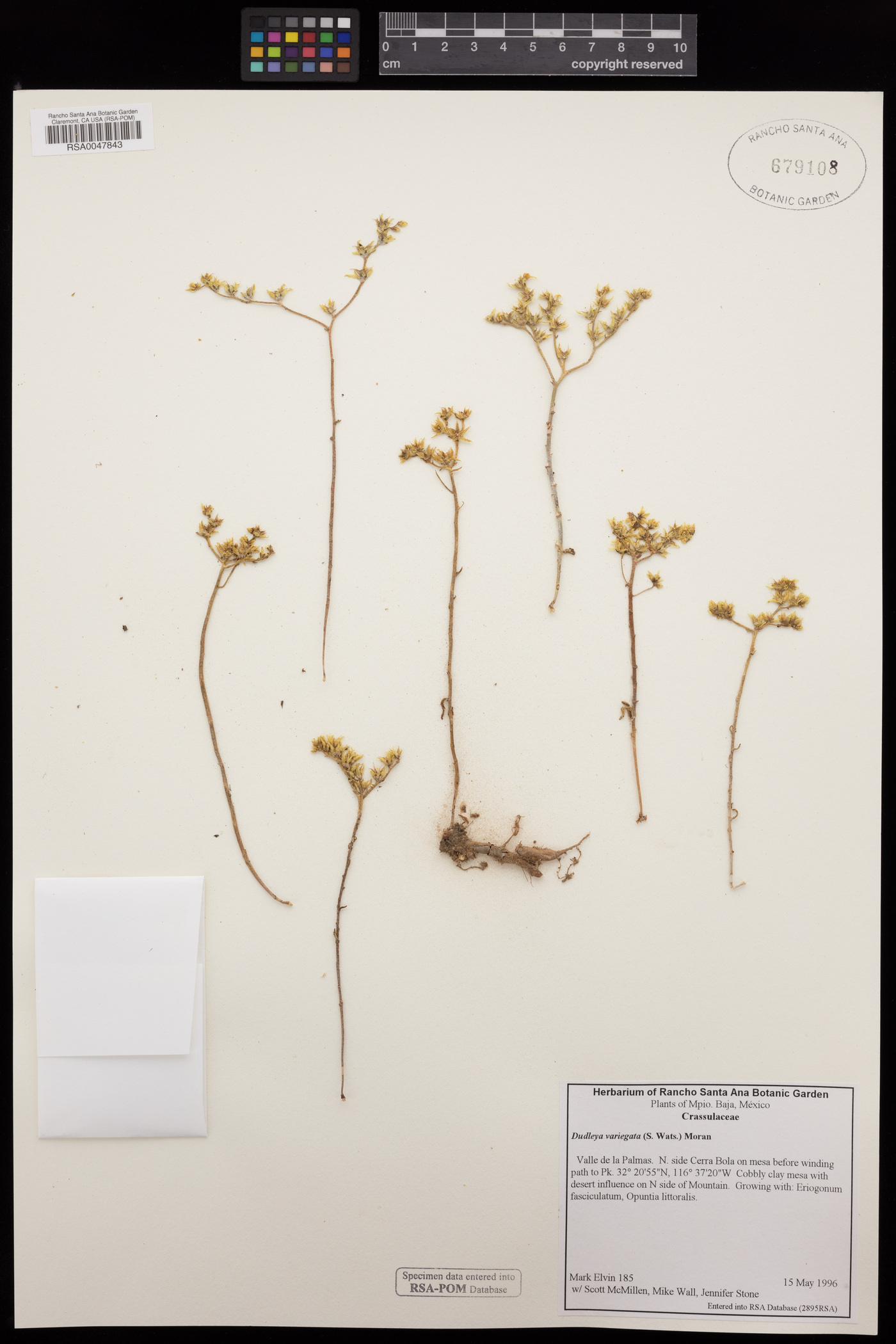 Dudleya variegata image