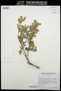 Quercus john-tuckeri image