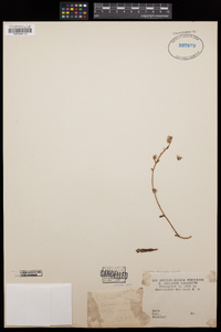 Dudleya attenuata subsp. orcuttii image