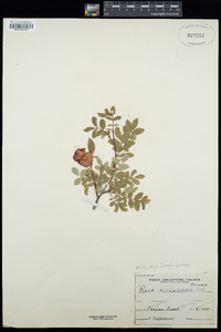 Rosa acicularis image