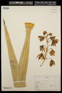 Yucca torreyi image