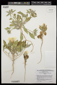 Oenothera deltoides subsp. deltoides image