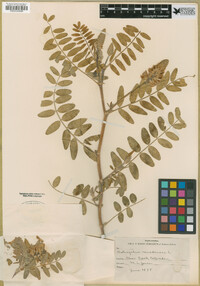 Astragalus canadensis image