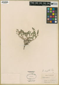 Astragalus agrestis image