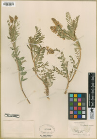 Astragalus bisulcatus image