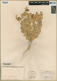 Astragalus asclepiadoides image