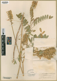 Astragalus canadensis image