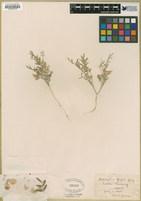 Astragalus geyeri image