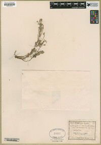 Astragalus humistratus var. tenerrimus image