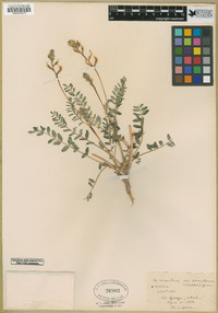 Astragalus eremiticus image