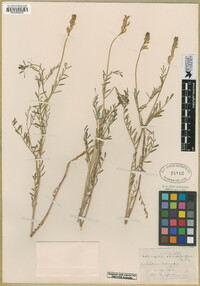 Astragalus filipes image