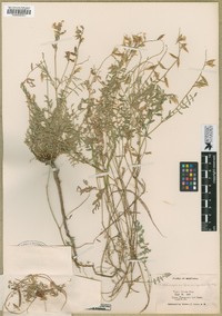 Astragalus bourgovii image