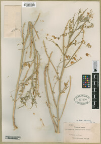 Astragalus lentiginosus var. kennedyi image