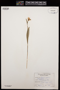Pogonia japonica image