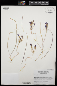 Brodiaea elegans image